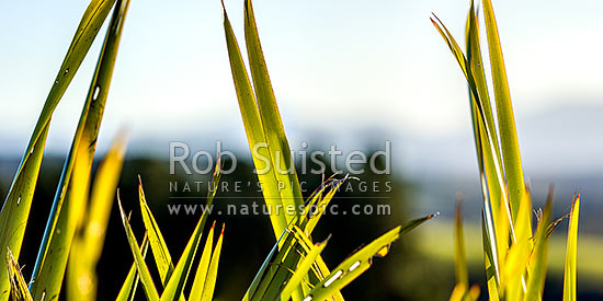 Flax leaves backlit and glowing green by afternoon sunlight (Phormium tenax). Panorama with rural backdrop, New Zealand (NZ)