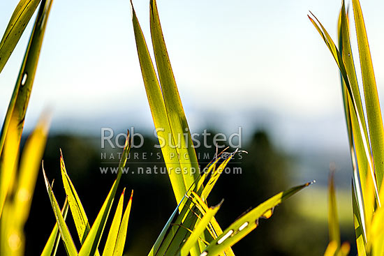 Flax leaves backlit and glowing green by afternoon sunlight (Phormium tenax), New Zealand (NZ)