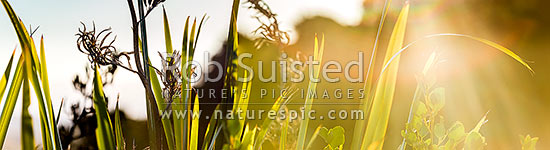 Flax leaves backlit and glowing green by afternoon sunlight (Phormium tenax), with broadleaf (Griselinia littoralis). Panorama, New Zealand (NZ)