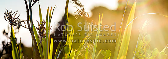 Flax leaves backlit and glowing green by afternoon sunlight (Phormium tenax), with broadleaf (Griselinia littoralis). Panorama, New Zealand (NZ)