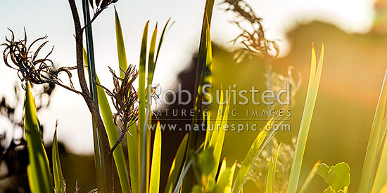 Flax leaves backlit and glowing green by afternoon sunlight (Phormium tenax), with broadleaf (Griselinia littoralis). Panorama, New Zealand (NZ)