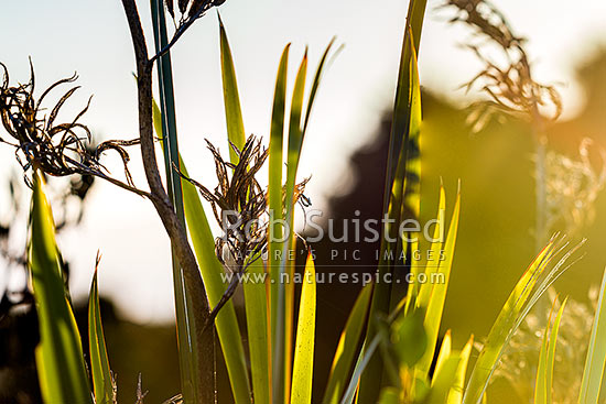 Flax leaves backlit and glowing green by afternoon sunlight (Phormium tenax), with broadleaf (Griselinia littoralis), New Zealand (NZ)