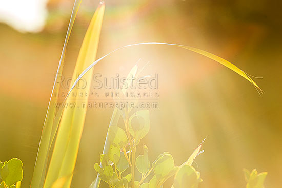 Flax leaves backlit and glowing green by afternoon sunlight (Phormium tenax), with broadleaf (Griselinia littoralis), New Zealand (NZ)