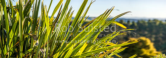 Flax leaves backlit and glowing green by afternoon sunlight (Phormium tenax). Panorama with rural backdrop, New Zealand (NZ)