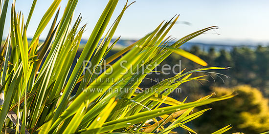 Flax leaves backlit and glowing green by afternoon sunlight (Phormium tenax). Panorama with rural backdrop, New Zealand (NZ)