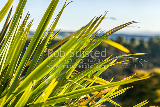 Flax leaves backlit and glowing green by afternoon sunlight (Phormium tenax), New Zealand (NZ)