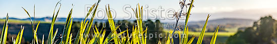 Flax leaves backlit and glowing green by afternoon sunlight (Phormium tenax). Panorama with rural backdrop, New Zealand (NZ)