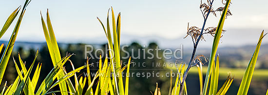 Flax leaves backlit and glowing green by afternoon sunlight (Phormium tenax). Panorama with rural backdrop, New Zealand (NZ)