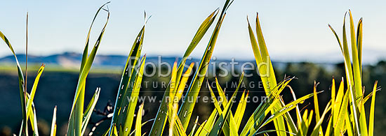 Flax leaves backlit and glowing green by afternoon sunlight (Phormium tenax). Panorama with rural backdrop, New Zealand (NZ)