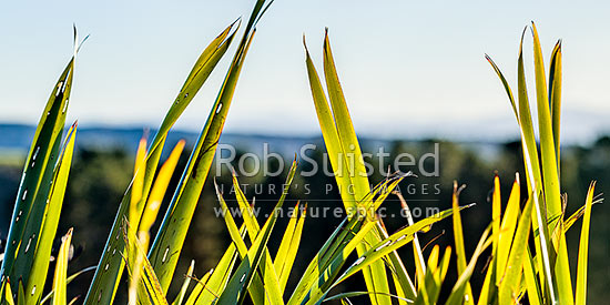 Flax leaves backlit and glowing green by afternoon sunlight (Phormium tenax). Panorama with rural backdrop, New Zealand (NZ)