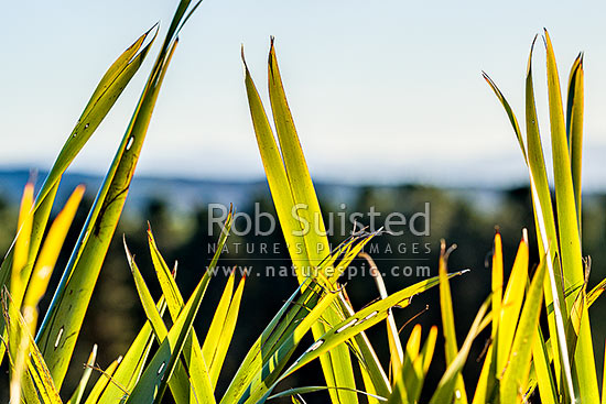 Flax leaves backlit and glowing green by afternoon sunlight (Phormium tenax), New Zealand (NZ)