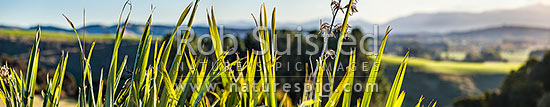 Flax leaves backlit and glowing green by afternoon sunlight (Phormium tenax). Panorama with rural backdrop, New Zealand (NZ)