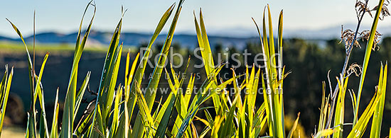 Flax leaves backlit and glowing green by afternoon sunlight (Phormium tenax). Panorama with rural backdrop, New Zealand (NZ)