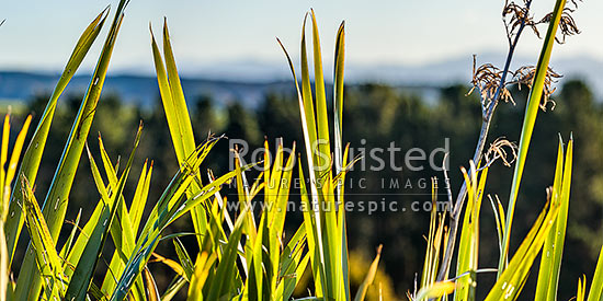 Flax leaves backlit and glowing green by afternoon sunlight (Phormium tenax). Panorama with rural backdrop, New Zealand (NZ)