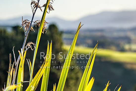 Flax leaves backlit and glowing green by afternoon sunlight (Phormium tenax), New Zealand (NZ)