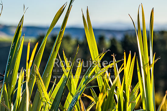 Flax leaves backlit and glowing green by afternoon sunlight (Phormium tenax), New Zealand (NZ)