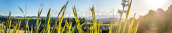 Flax leaves backlit and glowing green by afternoon sunlight (Phormium tenax). Panorama with rural backdrop, New Zealand (NZ)