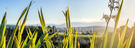 Flax leaves backlit and glowing green by afternoon sunlight (Phormium tenax). Panorama with rural backdrop, New Zealand (NZ)