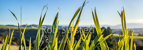 Flax leaves backlit and glowing green by afternoon sunlight (Phormium tenax). Panorama with rural backdrop, New Zealand (NZ)