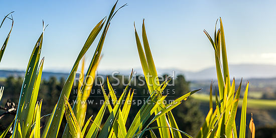 Flax leaves backlit and glowing green by afternoon sunlight (Phormium tenax). Panorama with rural backdrop, New Zealand (NZ)