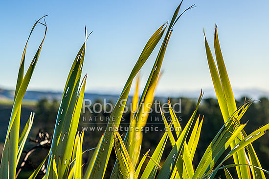 Flax leaves backlit and glowing green by afternoon sunlight (Phormium tenax), New Zealand (NZ)