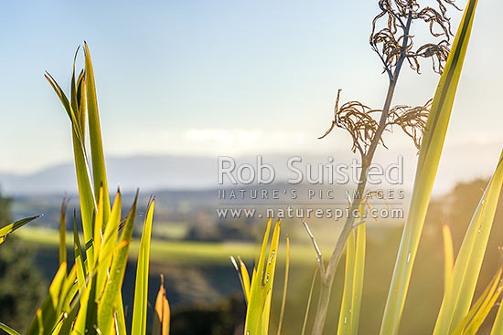 Flax leaves backlit and glowing green by afternoon sunlight (Phormium tenax), New Zealand (NZ)