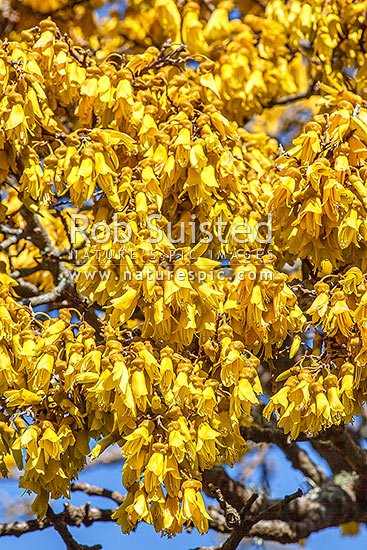 Kowhai tree in flower (Sophora microphylla), iconic NZ native tree. Flowers, New Zealand (NZ)