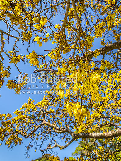 Kowhai tree in flower (Sophora microphylla), iconic NZ native tree. Looking up through tree canopy and flowers to blue sky above, New Zealand (NZ)