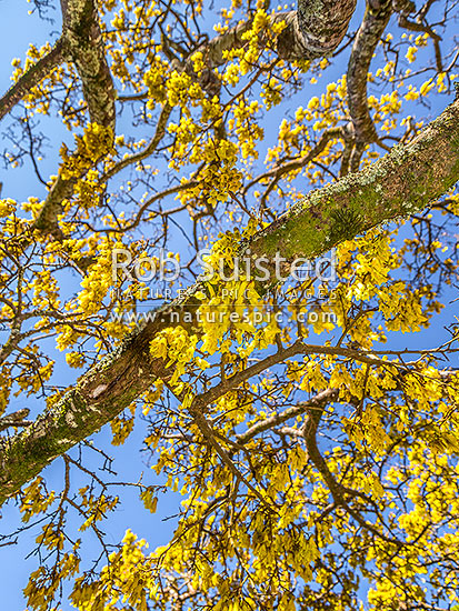 Kowhai tree in flower (Sophora microphylla), iconic NZ native tree. Looking up through tree canopy and flowers to blue sky above, New Zealand (NZ)