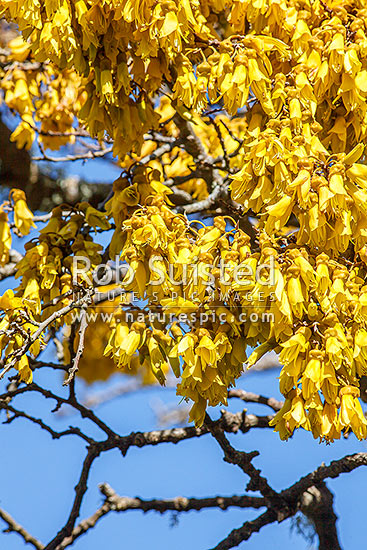 Kowhai tree in flower (Sophora microphylla), iconic NZ native tree. Looking up through tree canopy and flowers to blue sky above, New Zealand (NZ)