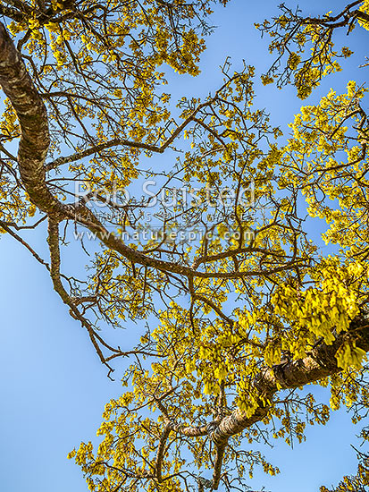 Kowhai tree in flower (Sophora microphylla), iconic NZ native tree. Looking up through tree canopy and flowers to blue sky above, New Zealand (NZ)