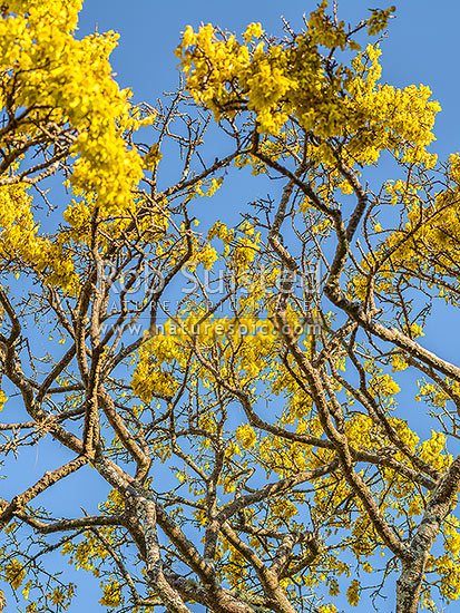 Kowhai tree in flower (Sophora microphylla), iconic NZ native tree. Looking up through tree canopy and flowers to blue sky above, New Zealand (NZ)