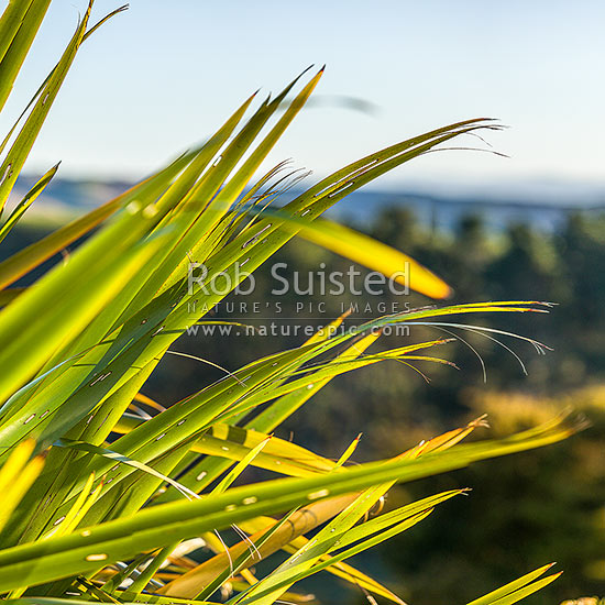 Flax leaves backlit and glowing green by afternoon sunlight (Phormium tenax). Square format, New Zealand (NZ)