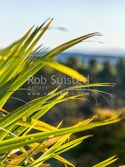 Flax leaves backlit and glowing green by afternoon sunlight (Phormium tenax), New Zealand (NZ)