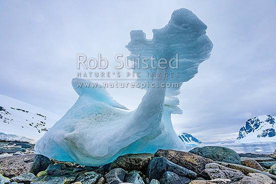 Ice sculptured by the melting process creates a beautiful feature beach washed onto Danco Island, Antarctic Peninsula, Antarctica Region, New Zealand (NZ)