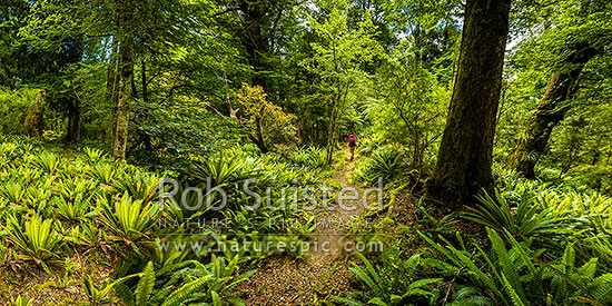 Tramper takes a break in the western Ruahines foothills of the Whanahuia Range. Mixed beech and pododcarp forest with crown fern understory, Ruahine Forest Park, Manawatu District, Manawatu-Wanganui Region, New Zealand (NZ)