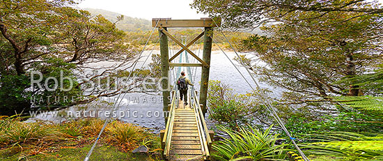 Tramper crossing suspension bridge at Maori Beach on the Rakiura Track Great Walk, in Wooding Bay. Rakiura National Park. Panorama, Port William, Potirepo, Stewart Island District, Southland Region, New Zealand (NZ)