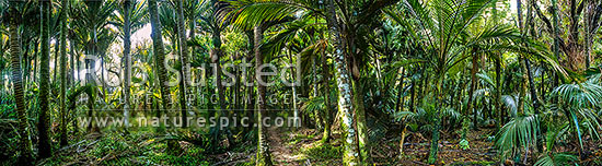 Heaphy Track Great Walk passing through Nikau Palm (Rhopalostylis sapida) forest. Panorama file, Kahurangi National Park, Buller District, West Coast Region, New Zealand (NZ)