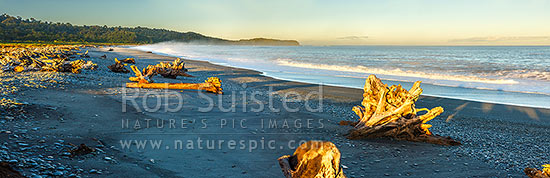 Gillespies Beach on the South Westland coast. Panorama of driftwood, pingao grass, rainforest and waves in morning light. Panorama, Gillespies Beach, Westland District, West Coast Region, New Zealand (NZ)