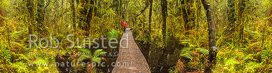 Ship Creek forest walking track and boardwalk through bush, tree ferns and wetland. Woman tourist visitor photographing view. Ship Creek forest interior panorama, Haast, Westland District, West Coast Region, New Zealand (NZ)