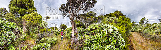 Tramper in the western Ruahine Ranges, on Deadmans Track, Whanahuia Range. Bushline track through sub-apline scrub, leatherwood and cedar kaikawaka (Libocedrus bidwillii) forest. Hiking panorama, Ruahine Forest Park, Manawatu District, Manawatu-Wanganui Region, New Zealand (NZ)