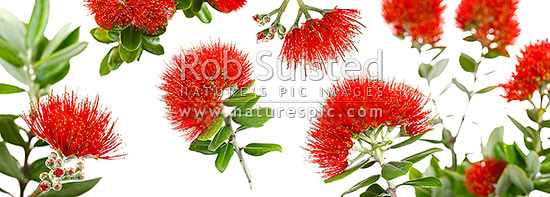 Pohutukawa flowers on white background (Metrosideros excelsa) in mosiac pattern. Panorama, New Zealand (NZ)