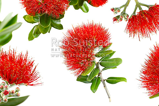 Pohutukawa flowers on white background (Metrosideros excelsa) in mosiac pattern, New Zealand (NZ)