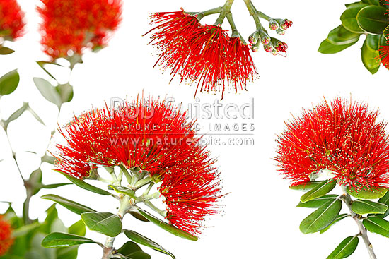 Pohutukawa flowers on white background (Metrosideros excelsa) in mosiac pattern, New Zealand (NZ)