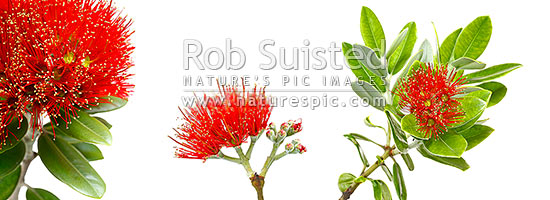 Pohutukawa flowers on white background (Metrosideros excelsa) in mosiac pattern. Panorama, New Zealand (NZ)