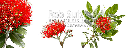 Pohutukawa flowers on white background (Metrosideros excelsa) in mosiac pattern. Panorama, New Zealand (NZ)