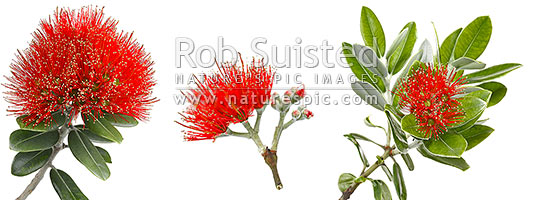 Pohutukawa flowers on white background (Metrosideros excelsa) in mosiac pattern. Panorama, New Zealand (NZ)