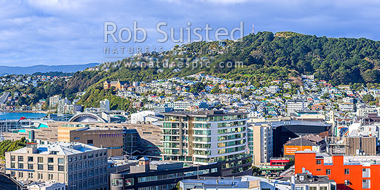 Wellington City CBD panorama, looking over Te Aro towards Te Papa Museum, Oriental Bay, and Roseneath and Mount Victoria above, Wellington, Wellington City District, Wellington Region, New Zealand (NZ)