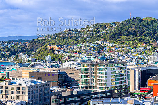 Wellington City CBD, looking over Te Aro towards Te Papa Museum, Oriental Bay, and Roseneath and Mount Victoria above, Wellington, Wellington City District, Wellington Region, New Zealand (NZ)