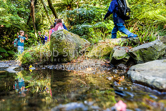 School children on class trip and native forest bush walk, crossing a freshwater stream with school bags on. Education and learning outside the classroom, Wellington, Wellington City District, Wellington Region, New Zealand (NZ)